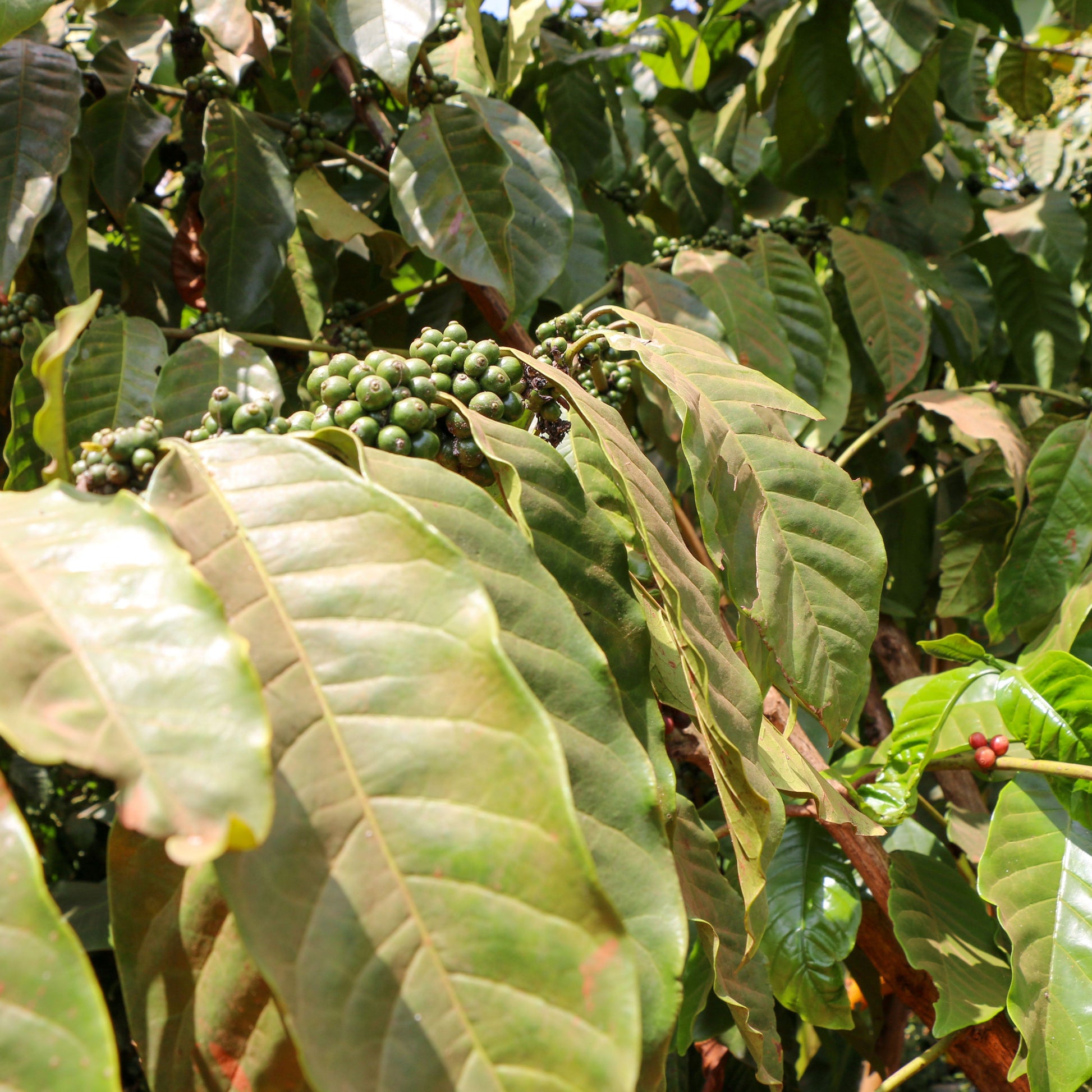 Coffee beans growing on a tree with green leaves in Uganda