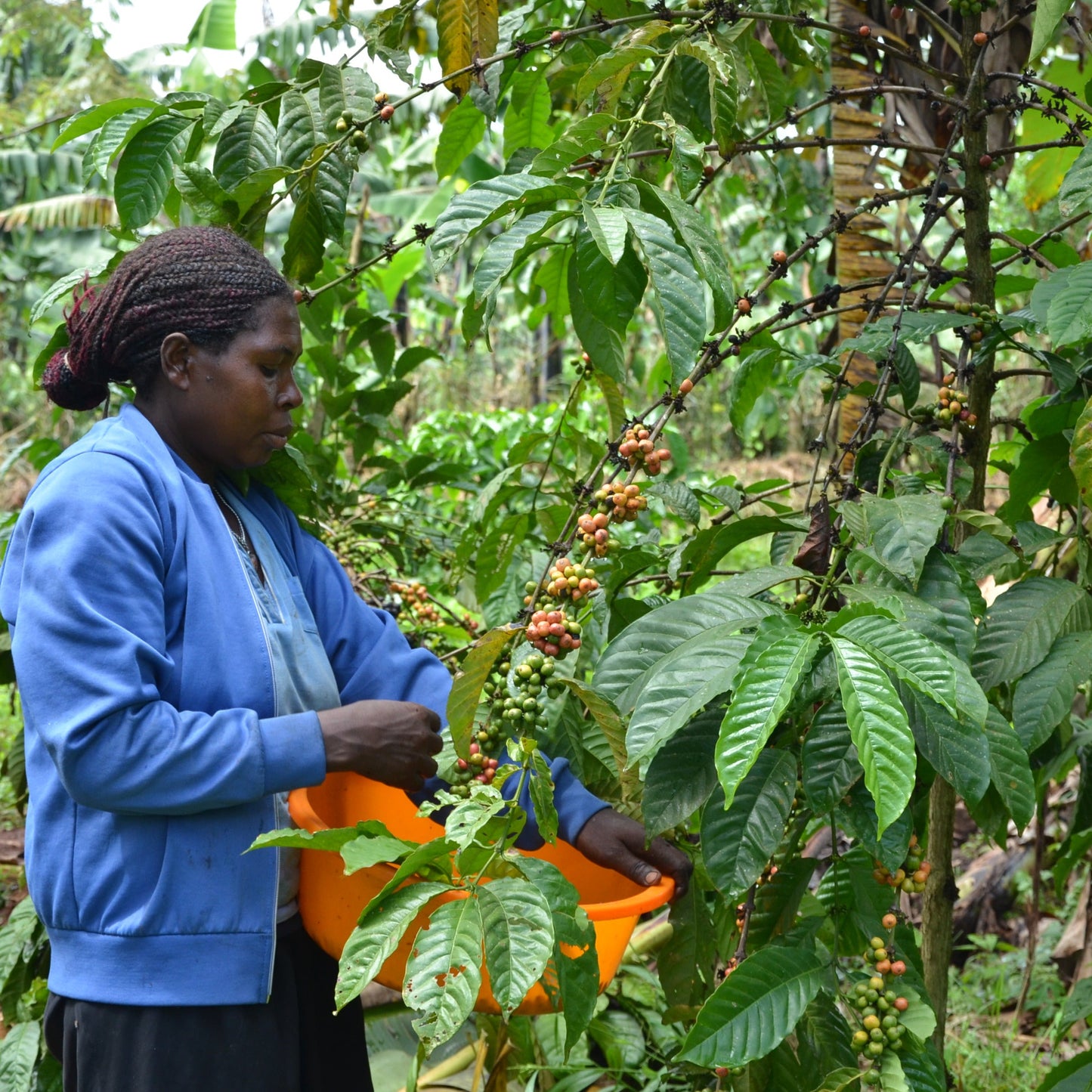 Person collecting coffee cherries from a tree in a coffee farm in Uganda.